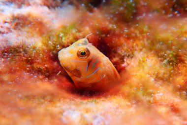 Ringneck Blenny Parablennius pilicornis