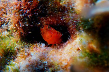 Zvonimir's blenny akdeniz balığı - (Parablennius zvonimiri)