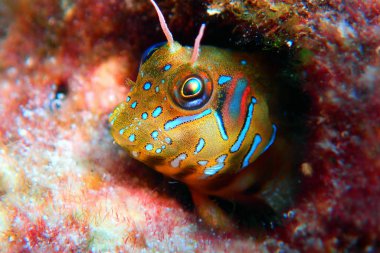 Sfenks blenny balık - (Aidablennius sphynx)