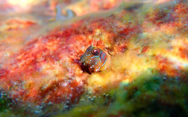 Poisson Sphinx Blenny Aidablennius Sphynx — Photo