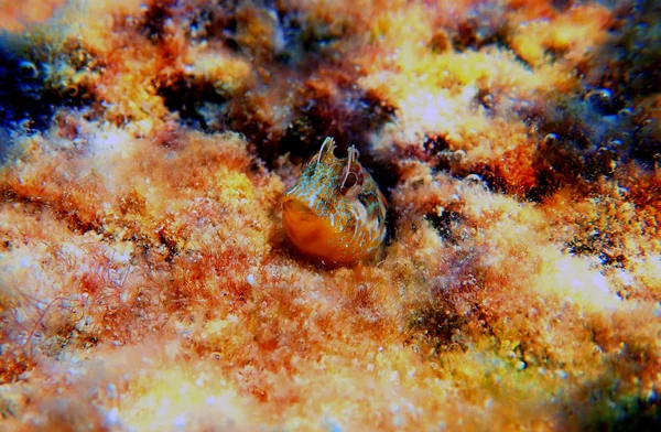 Gyűrűnyak Blenny Parablennius Pilicornis — Stock Fotó