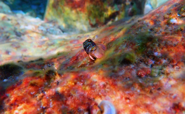 Sphinx Blenny Fish Aidablennius Sphynx — стоковое фото