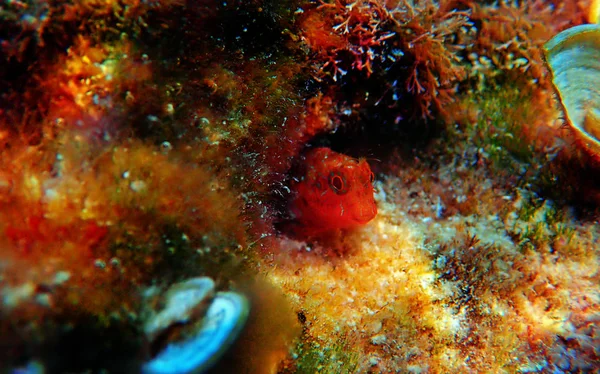 Peixes Mediterrânicos Zvonimir Parablennius Zvonimiri — Fotografia de Stock