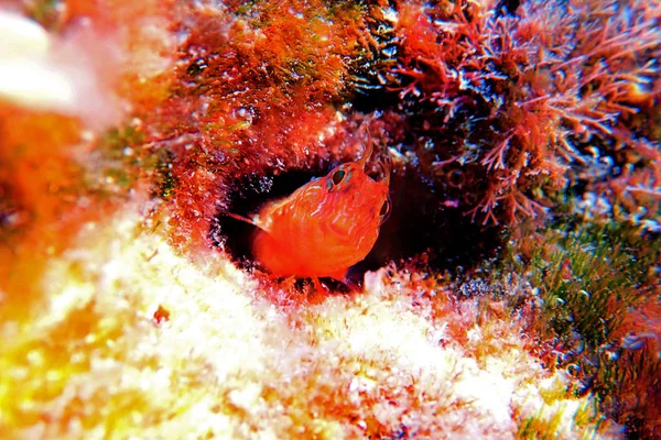 Peces Mediterráneos Blenny Zvonimir Parablennius Zvonimiri —  Fotos de Stock