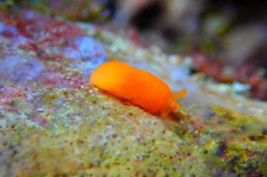 Turuncu Gumdrop Seaslug - Berthellina delicata/citrina