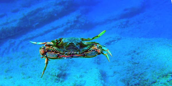 The blue crab - (Callinectes sapidus)