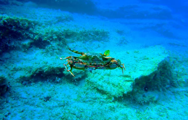 Blue Crab Callinectes Sapidus — Stock Photo, Image