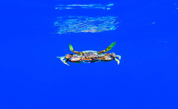 青いカニ カリネクテス サピドゥス — ストック写真