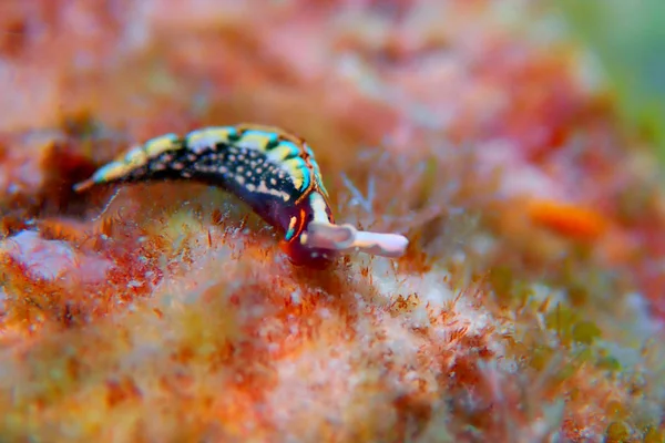 Thuridilla Hopei Sacoglossan Deniz Sümüklüböceği Akdeniz Sualtı Çekimi — Stok fotoğraf