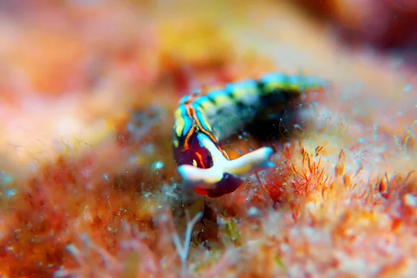 Thuridilla Hopei Sacoglossan Deniz Sümüklüböceği Akdeniz Sualtı Çekimi — Stok fotoğraf