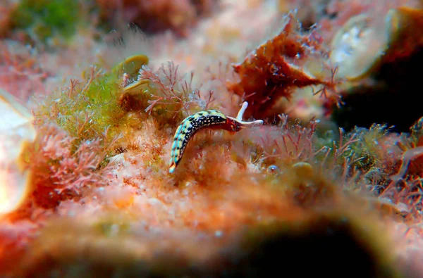 Thuridilla Hopei Babosa Marina Sacoglossan Brote Submarino Mar Mediterráneo — Foto de Stock