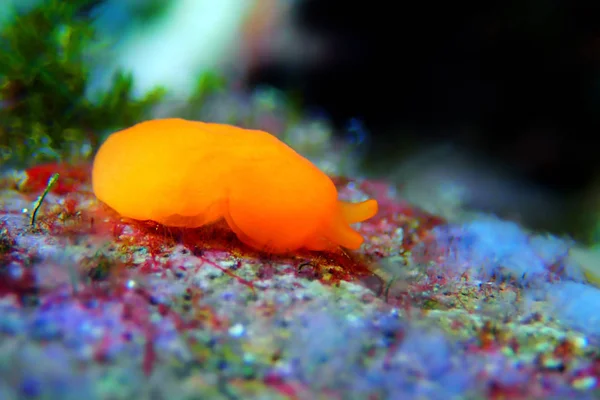 Goma Mascar Seaslug Berthellina Delicata Citrina —  Fotos de Stock