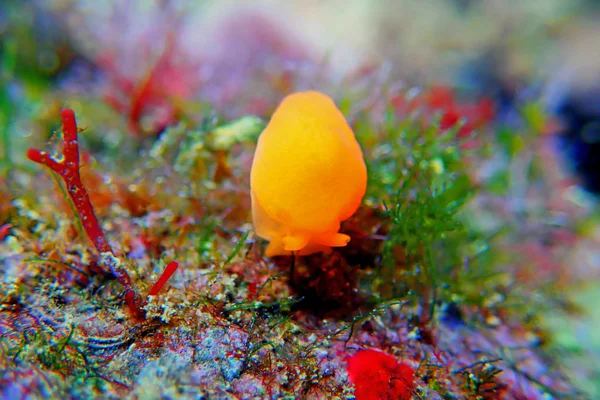 Oranje Gumdrop Seaslug Berthellina Delicata Citrina — Stockfoto
