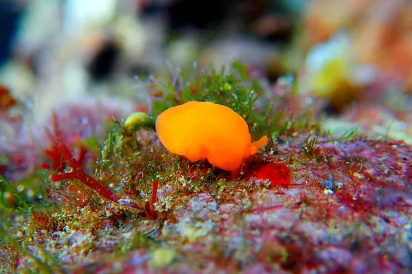 Turuncu Gumdrop Seaslug Berthellina Delicata Citrina — Stok fotoğraf