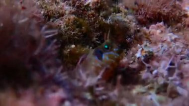 Akdeniz blenny balığının sualtı sahnesindeki videosu