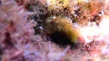 Akdeniz blenny balığının sualtı sahnesindeki videosu