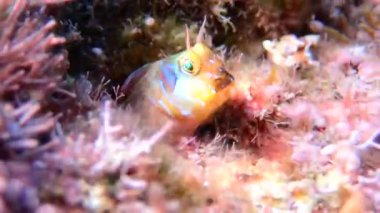 Akdeniz blenny balığının sualtı sahnesindeki videosu