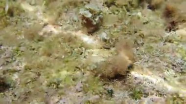 Akdeniz blenny balığının sualtı sahnesindeki videosu