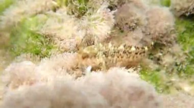 Akdeniz blenny balığının sualtı sahnesindeki videosu