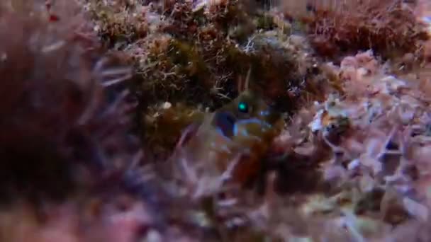 Videó Mediterrán Blenny Hal Víz Alatti Jelenetben — Stock videók