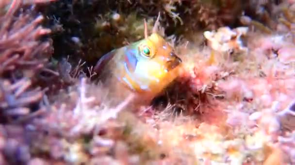 Video Van Mediterrane Blenny Fish Onderwater Scene — Stockvideo