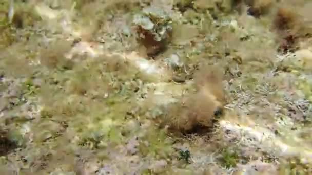 Βίντεο Από Μεσογειακό Blenny Ψάρια Υποβρύχια Σκηνή — Αρχείο Βίντεο