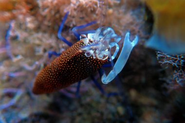 Benekli Bumblebee Karides Gnathophyllum elegans sualtı doğal görüntü