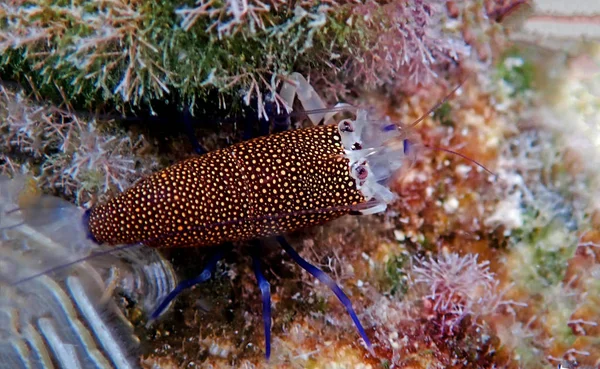 Підводна Живописна Фотографія Плямистого Джмеля — стокове фото