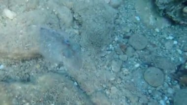 Akdeniz 'in sıradan mürekkep balığı yüzme videosu 