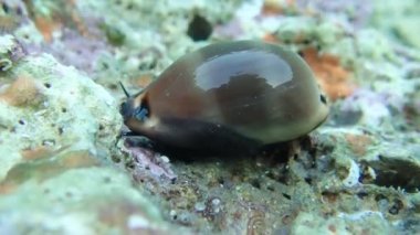 Video Cypraea lurida deniz salyangozu - Luria lurida