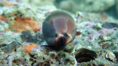 Video Cypraea lurida deniz salyangozu - Luria lurida