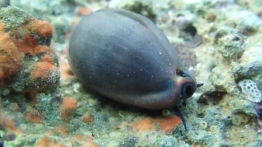 Video Cypraea lurida deniz salyangozu - Luria lurida