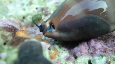Video Cypraea lurida deniz salyangozu - Luria lurida