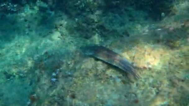 Video Common Mediterranean Octopus Octopus Vulgaris — Stock Video