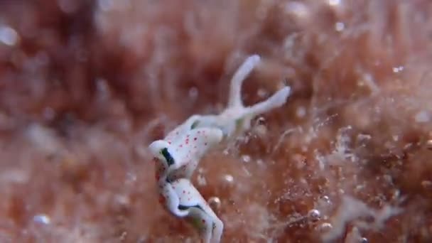 White Sea Slug Nudibranch Elfa Timida — стоковое видео