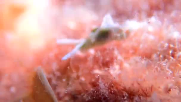 White Sea Slug Nudibranch Elfa Timida — стоковое видео