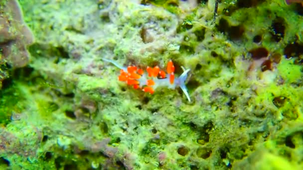 Nudista Žlutooký Cratena Capensis — Stock video