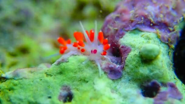 Turuncu Gözlü Nudibranch Cratena Capensis — Stok video