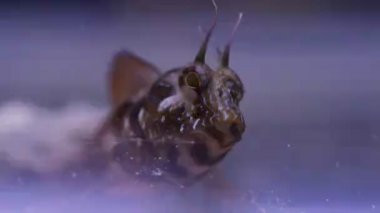 Akdeniz blenny balığının sualtı sahnesindeki videosu