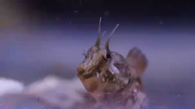 Akdeniz blenny balığının sualtı sahnesindeki videosu
