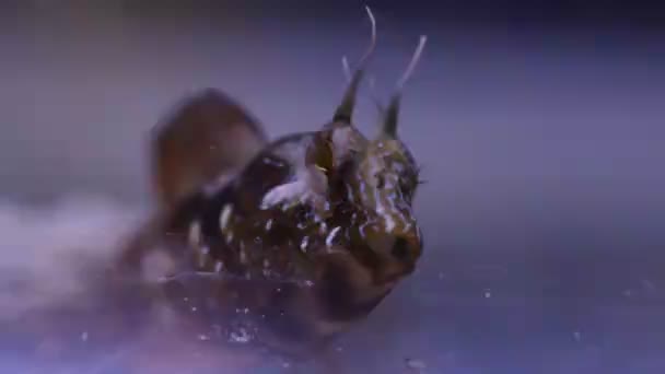 Βίντεο Από Μεσογειακό Blenny Ψάρια Υποβρύχια Σκηνή — Αρχείο Βίντεο