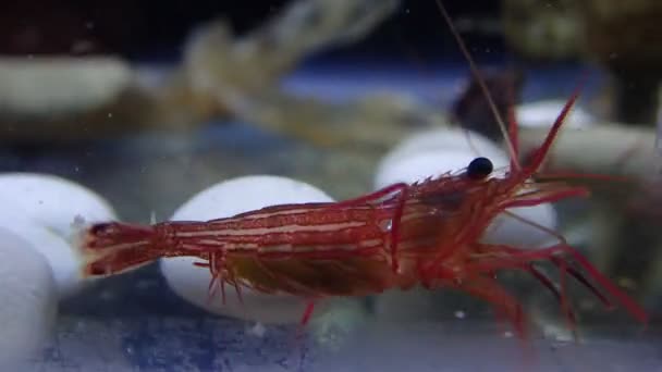 Video Lysmata Camarones Menta Roja — Vídeos de Stock