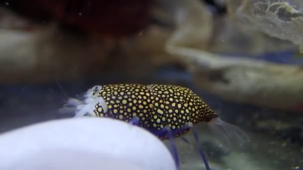 斑点大黄蜂虾格纳托菲伦埃莱甘斯的视频 — 图库视频影像