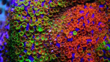 Montipora Rainbow makro polipler - nadir ve çok güzel sps mercan.