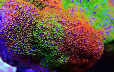 Montipora Rainbow makro polipler - nadir ve çok güzel sps mercan.