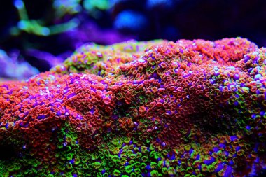 Montipora Rainbow makro polipler - nadir ve çok güzel sps mercan.