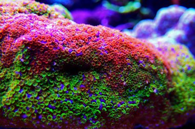 Montipora Rainbow makro polipler - nadir ve çok güzel sps mercan.