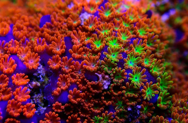 Montipora Rainbow Macro Polyps Seltene Und Sehr Schöne Sps Koralle — Stockfoto