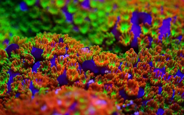 Montipora Rainbow Makro Polipok Ritka Nagyon Szép Sps Korall — Stock Fotó