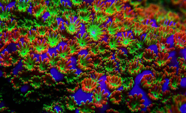 Montipora Rainbow macro polyps -  rare and very beautiful sps coral.